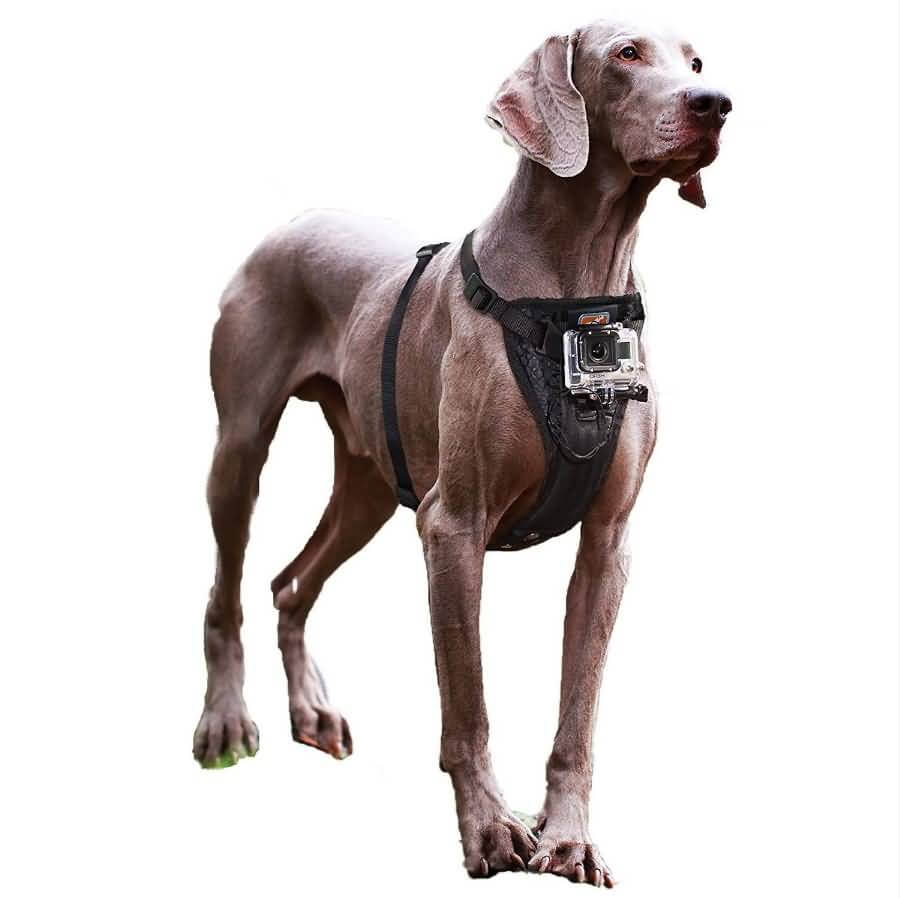 Kurgo Dog Harness with Camera Mount